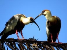 BELEZAS: Turismo de Contemplação pode movimentar interior de Rondônia