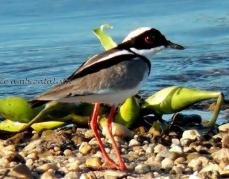 BELEZAS: Turismo de Contemplação pode movimentar interior de Rondônia