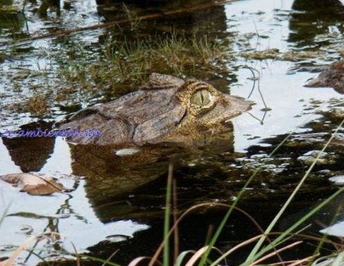 BELEZAS: Turismo de Contemplação pode movimentar interior de Rondônia