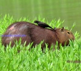 BELEZAS: Turismo de Contemplação pode movimentar interior de Rondônia