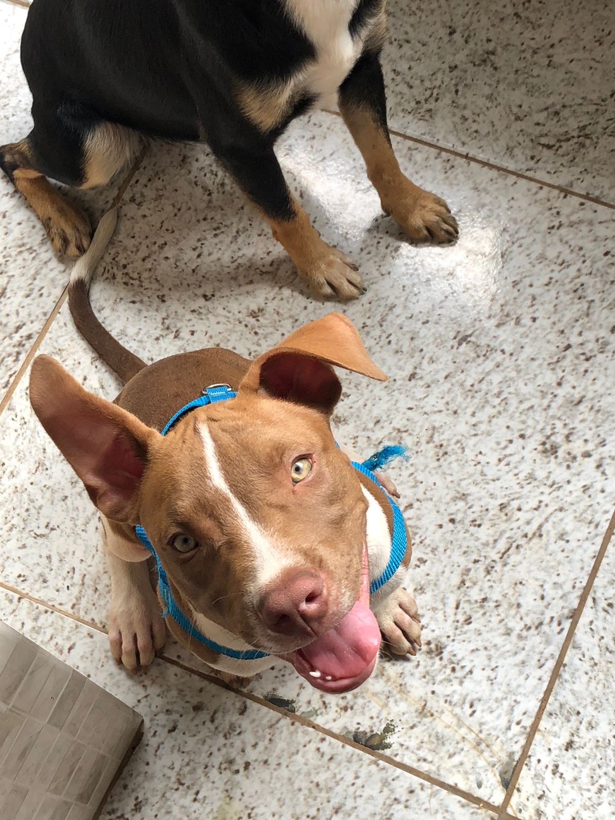 RECOMPENSA: Procura-se filhote de pitbull desaparecido na zona norte da capital