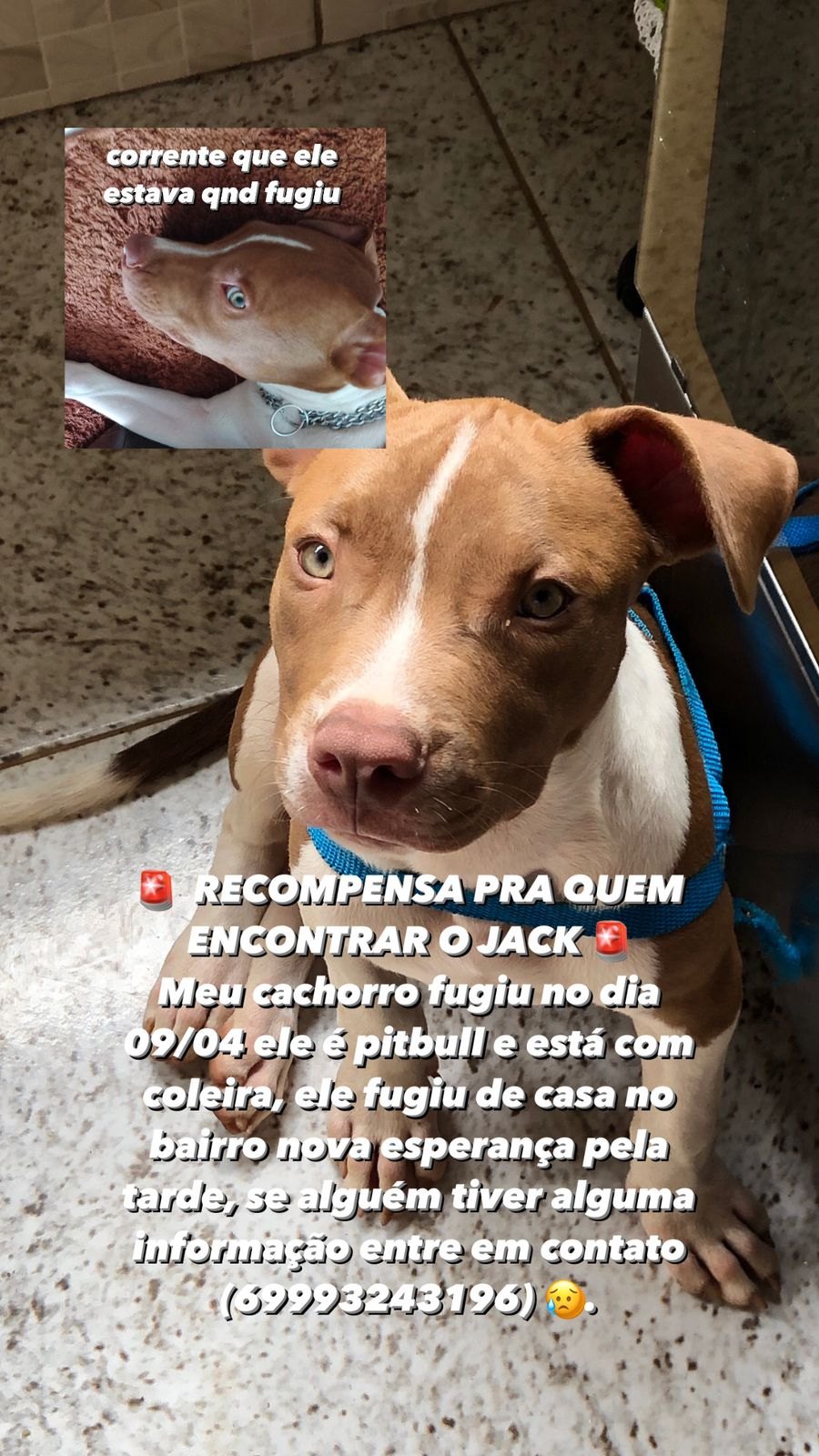 RECOMPENSA: Procura-se filhote de pitbull desaparecido na zona norte da capital