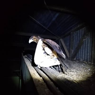 VILHENA: Prefeitura usa gaviões para capturar pombos e limpar espaços públicos