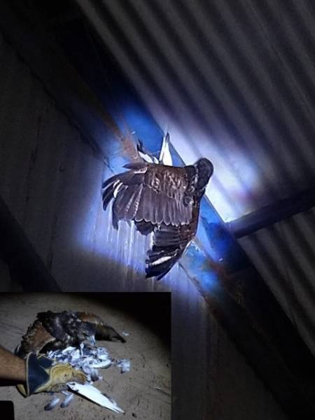 VILHENA: Prefeitura usa gaviões para capturar pombos e limpar espaços públicos