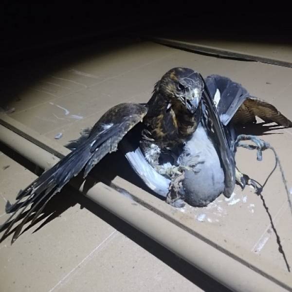 VILHENA: Prefeitura usa gaviões para capturar pombos e limpar espaços públicos