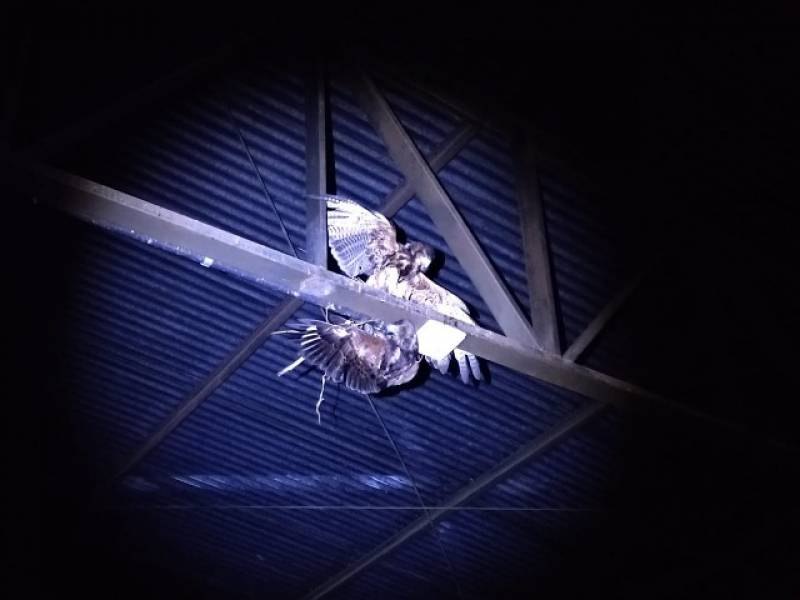 VILHENA: Prefeitura usa gaviões para capturar pombos e limpar espaços públicos