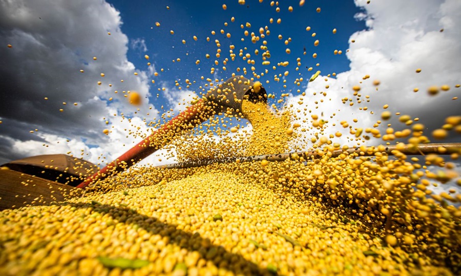 COMIDA: Conab diz que produção de grãos deve atingir 308 milhões de toneladas