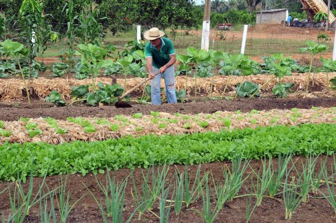 ADMINISTRAÇÃO: Guajará-Mirim cria comitê para agricultura familiar