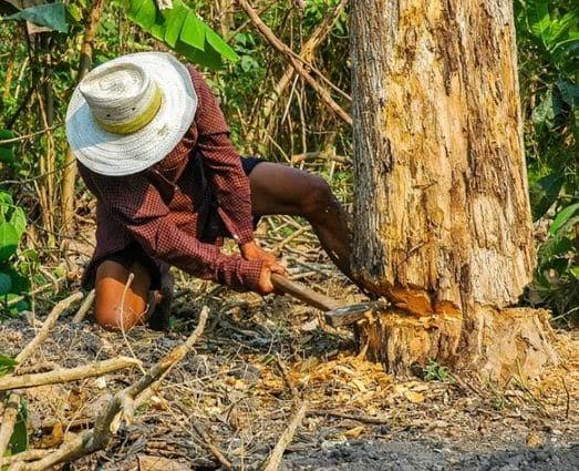 TRÁGICO: Idoso de 80 anos morre trabalhando em derrubada de árvore
