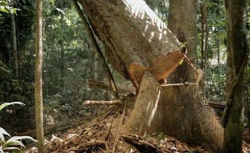 DERRUBADA FATAL: Homem morre após ser atingido por tronco de árvore