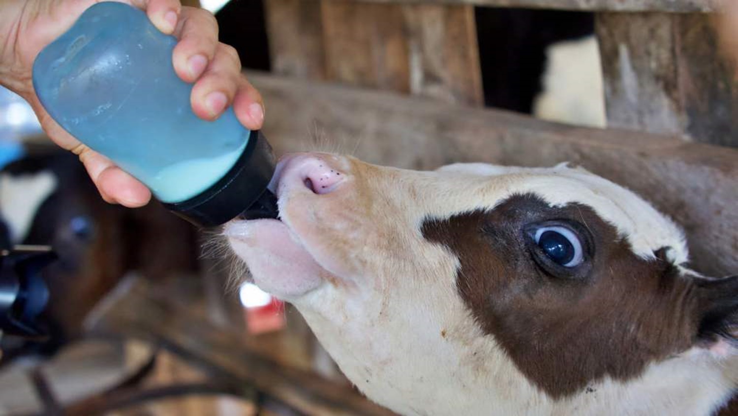 SUGESTÃO: Prorrogada consulta pública sobre alimentação animal