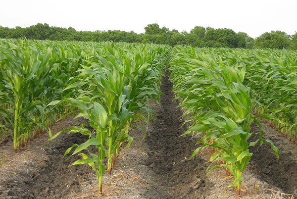 QUEDA: Safra 2018 tem revisão para baixo em dezembro em soja, milho e trigo, diz IBGE