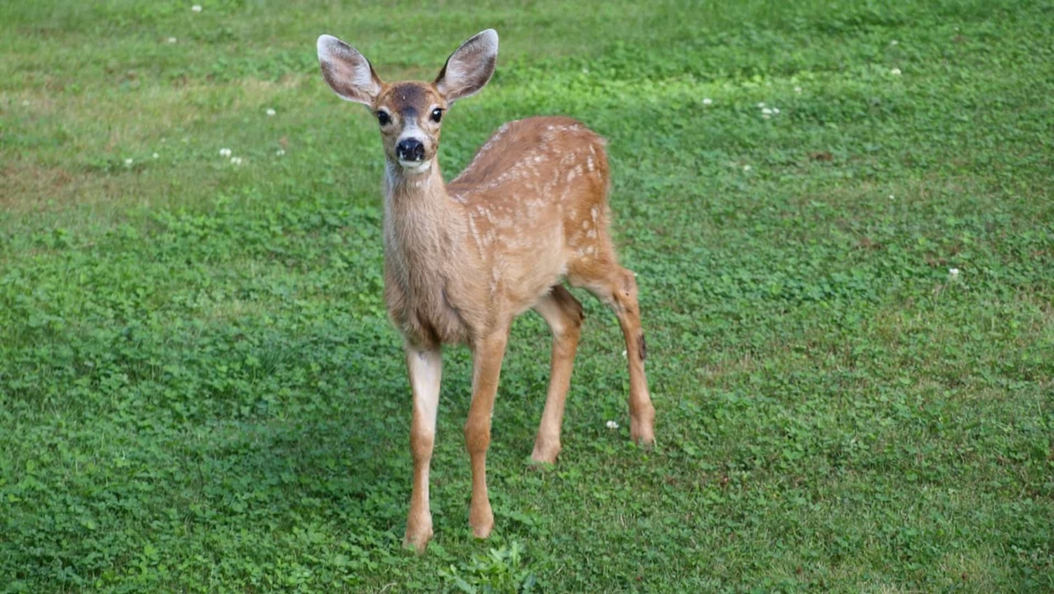 ALERTA: Variante ômicron é encontrada em veados nos Estados Unidos