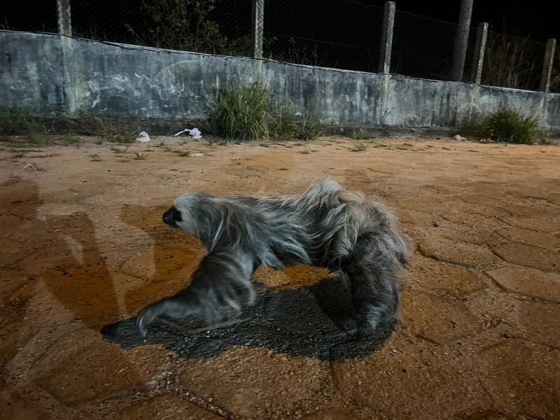 SEM FERIMENTOS: Bombeiros capturam bicho-preguiça no Posto Fiscal de Vilhena