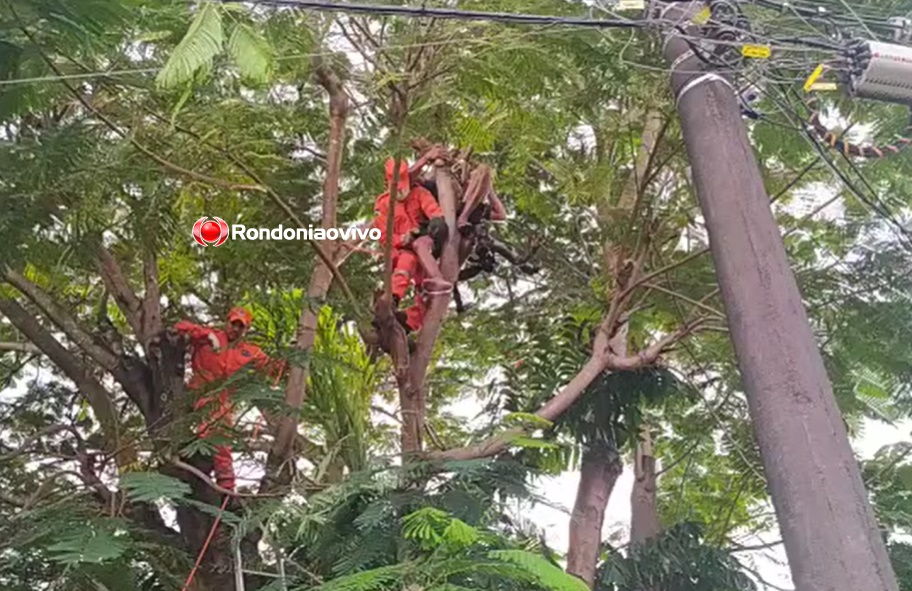 VÍDEO: Homem sofre choque em corte de árvore e fica de ponta-cabeça 