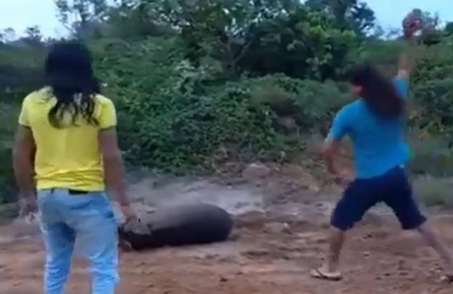 VÍDEO: Indígenas matam anta a pedradas e geram revolta em Vilhena