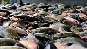 3º FESTIVAL PEIXES DA AMAZÔNIA: Programação gratuita movimenta Porto Velho a partir de 2 de abril