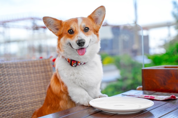 ENQUETE: Você acredita que pets deveriam ser permitidos em praças de alimentação?