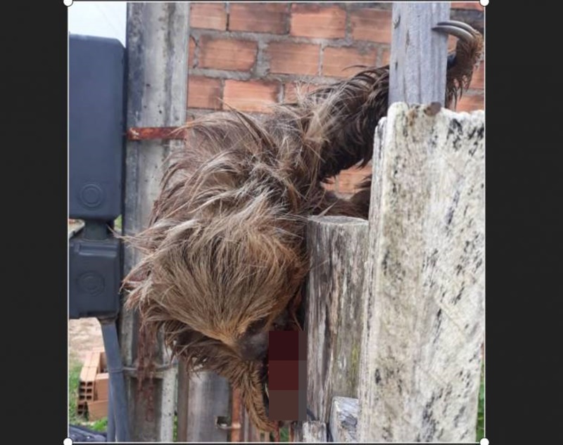 ATAQUE: Bicho-preguiça tem pata arrancada por pitbull em Rondônia