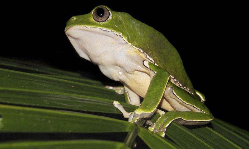 ROUBO: Povos indígenas da Amazônia são vítimas de biopirataria de conhecimento