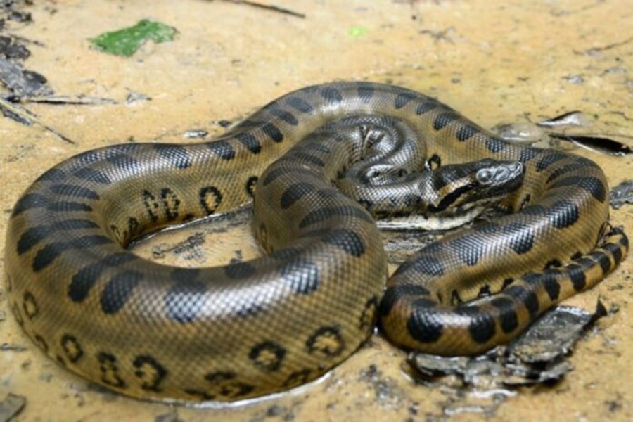 VÍDEO: Anaconda verde é encontrada por biólogo em Porto Velho