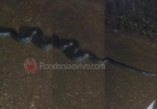 VÍDEO: Sucuri é flagrada no meio da rua durante forte chuva na capital 