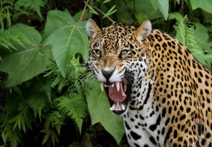 APREENSÃO: Homem relata ataque de onça-pintada no setor de chácaras de Vilhena