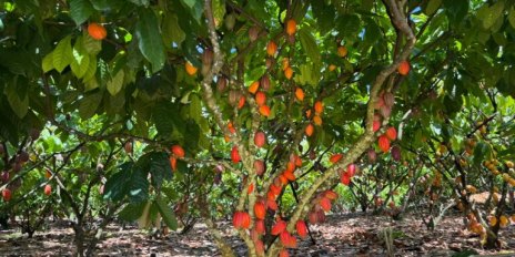 INSCRIÇÕES PRORROGADAS: 6º Concurso de Qualidade e Sustentabilidade do Cacau de RO