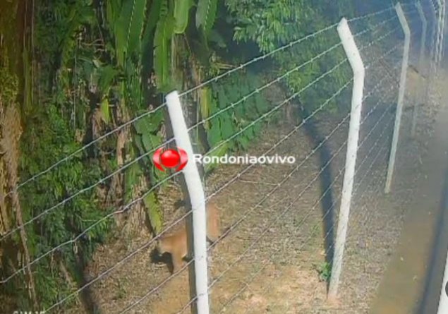 GRANDE FELINO: SEMA monitora onça-parda avistada no Parque Circuito