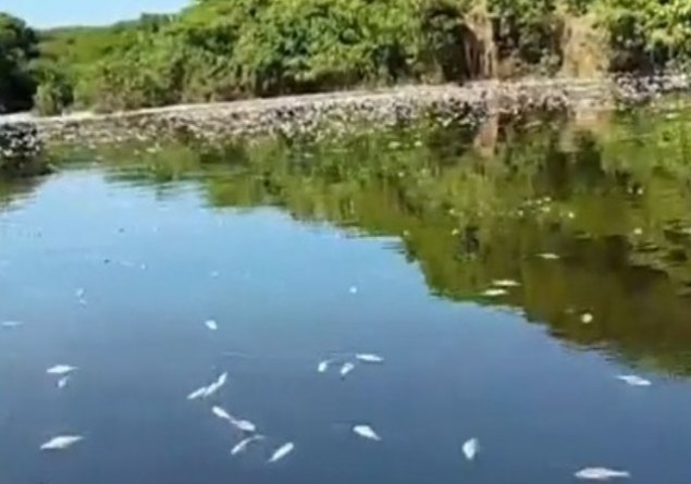 LAGO DO CUNIÃ: ICMBio busca parceria com a Unir para investigar mortandade de peixes