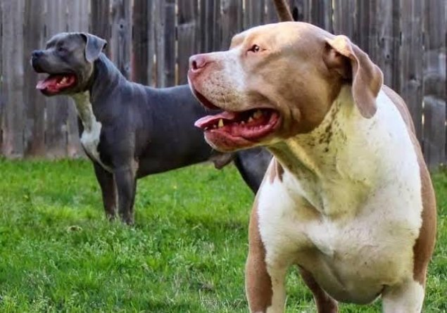SE DEU MAL: Criminoso é atacado por dois cães da raça pitbull após invadir residência 