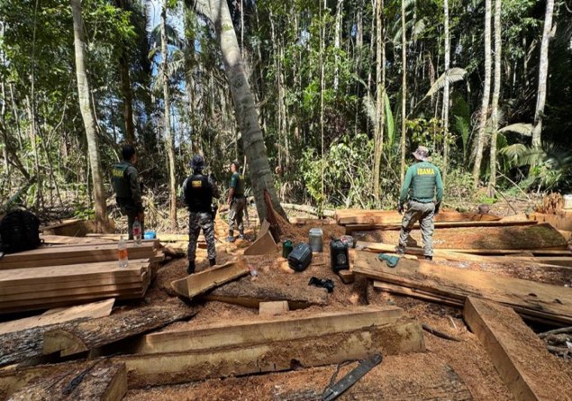 DE ONDE VEM O DINHEIRO: Madeira ilegal e narcotráfico impulsionam mais de 18 mil homicídios na Amazônia