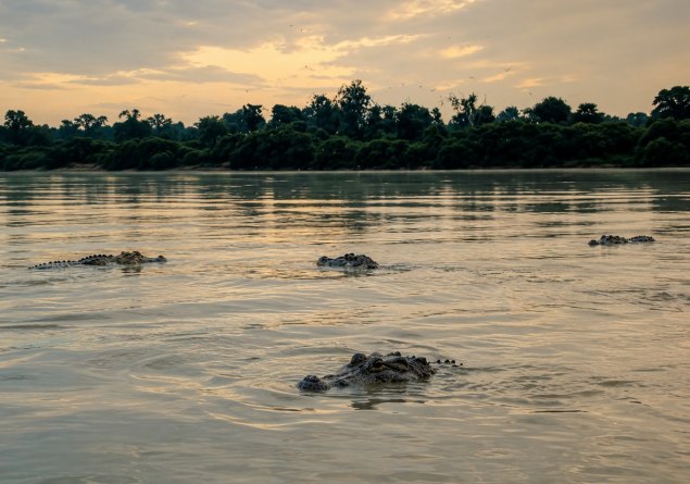 SUSTENTABILIDADE: Carne de Jacaré avança para nova etapa de reconhecimento geográfico