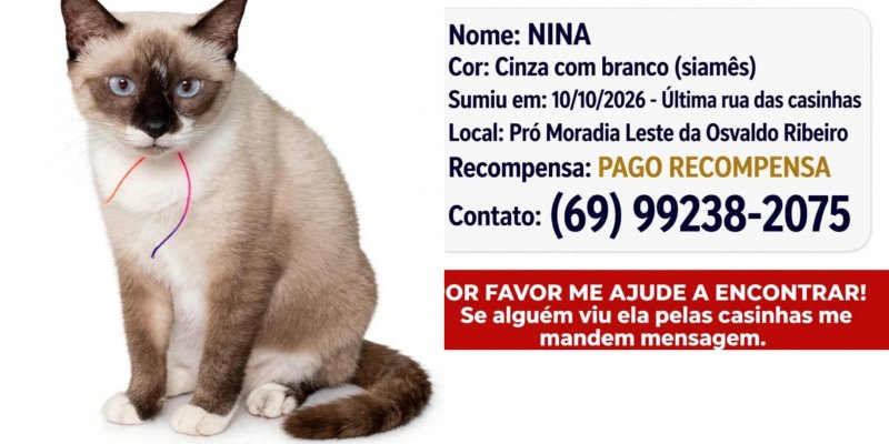 GATA 'NINA': Família pede ajuda para encontrar gatinha desaparecida no bairro Socialista