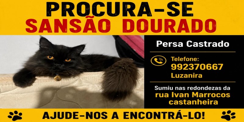 SANSÃO DOURADO: Gato de vereador desaparece no bairro Castanheira; há recompensa de R$ 300