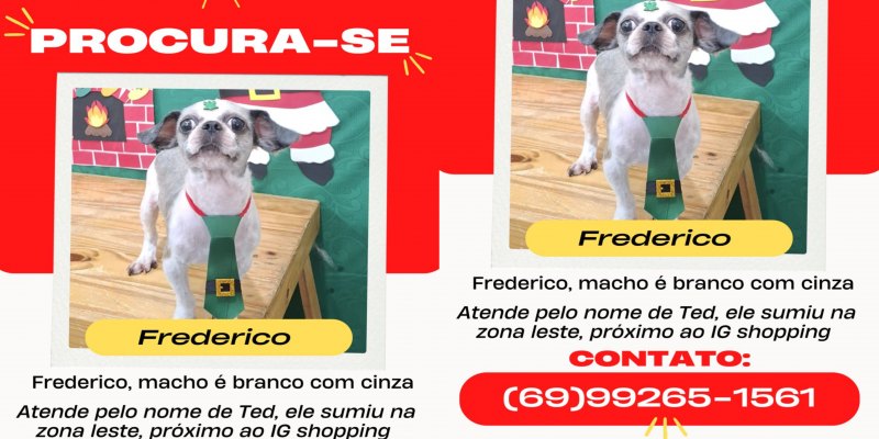 CADÊ O TED? Cachorrinho Frederico desapareceu na zona leste