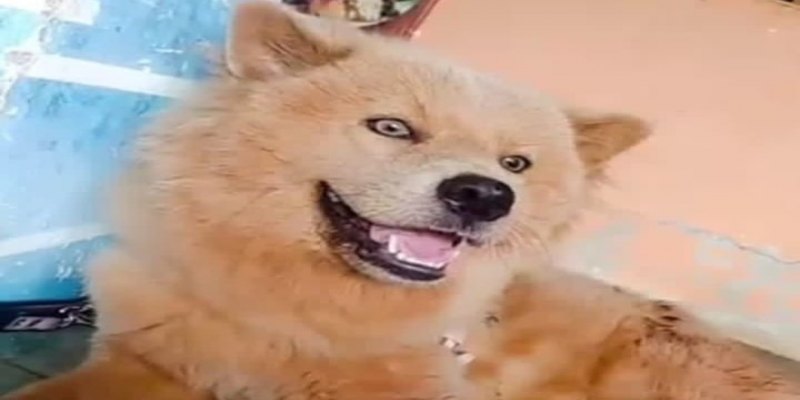 CHARLOTTE: Família pede ajuda para encontrar cachorra que fugiu em Porto Velho
