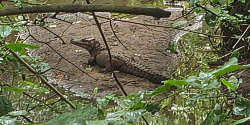 CENAS DA CIDADE: Filhote de jacaré é avistado em condomínio de Porto Velho