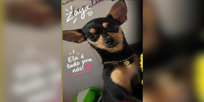 RECOMPENSA: Tutores oferecem R$ 500 por pinscher que desapareceu em PVH 