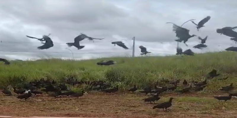 URUBUS EM FESTA: Carcaça de peixe é descartada perto de zona militar em Porto Velho 