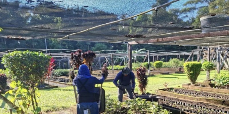 ARBORIZAÇÃO: Planejamento garante retomada da distribuição de mudas no período ideal