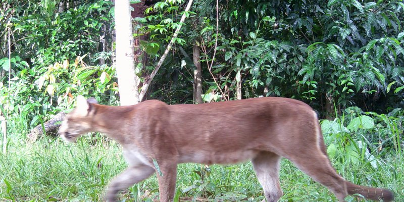 TERRA E MATA: Ecoporé e UNIR lançam estudos sobre carbono e biodiversidade em Rondônia