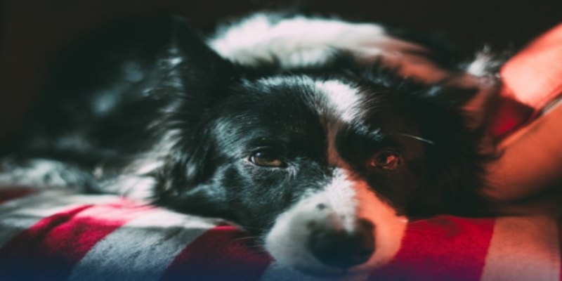 RESPONSÁVEIS: Cães também passam a noite acordados refletindo sobre seus problemas