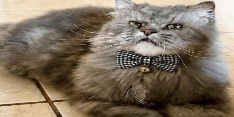 RECOMPENSA: Família procura gato SnowBell desaparecido em PVH
