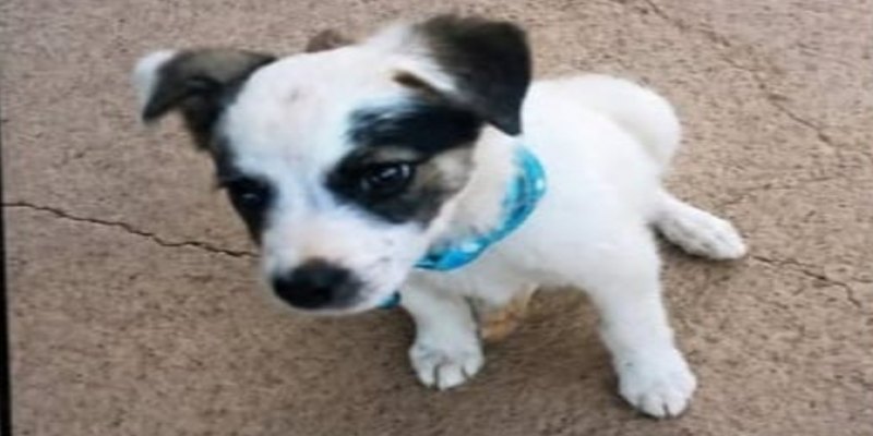 DESAPARECIDO: Família procura por cachorrinho desaparecido em PVH