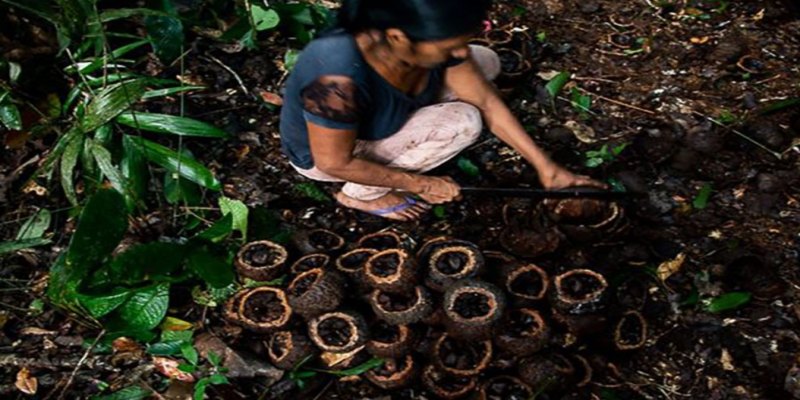 BIOECONOMIA: Indígenas de RO recebem bônus por preservar floresta com castanha amazônica