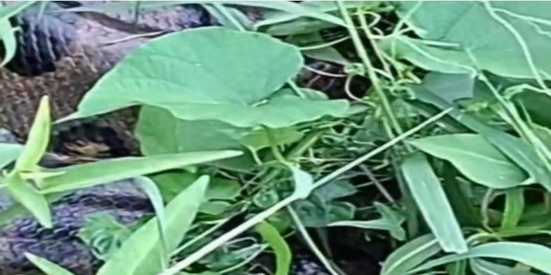 VÍDEO: Sucuri de 5 metros é encontrada morta em córrego próximo Skate Parque ​ 