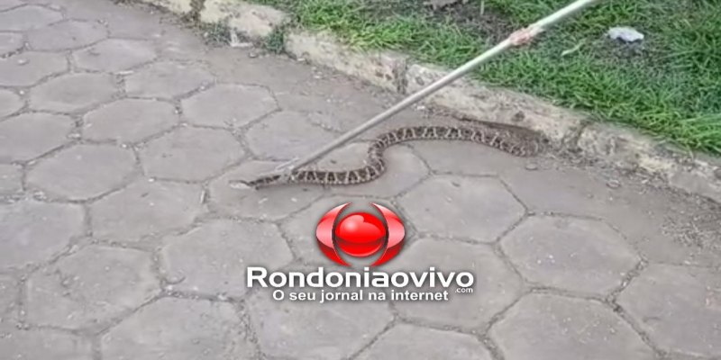 VÍDEO: Jararaca é capturada por Bombeiros no pátio da fábrica da Coca-Cola