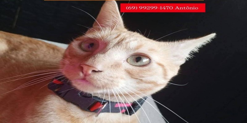 PROCURA-SE: Família procura gato desaparecido no bairro Conceição, em PVH