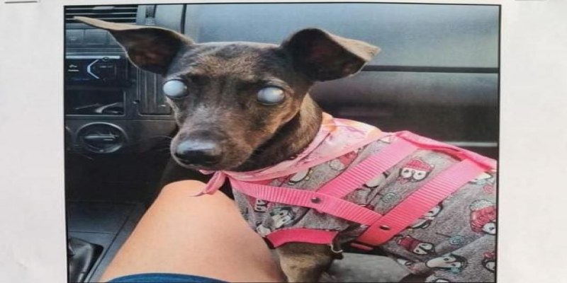 RECOMPENSA: Cadela cega desaparece no bairro Teixeirão em PVH
